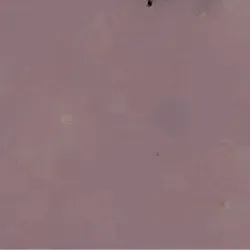 #83666782140090088018105074953231446972395636091072086941495254981736923136001