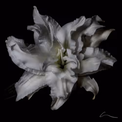 ALBUM LUXURIA