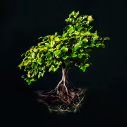 Bonsai Zone