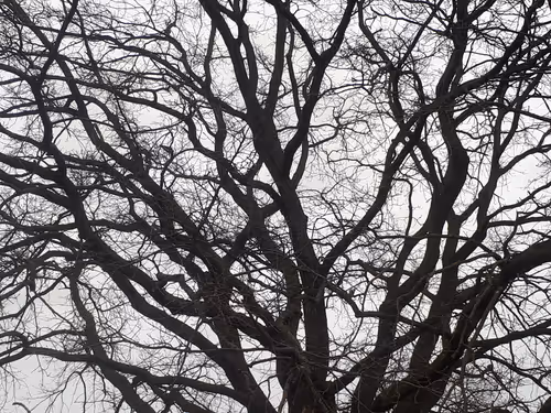 Item #13665938074563914331498291329920780757136253607588816979915017106788297211905 Media