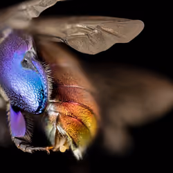 purple orchid bee 3