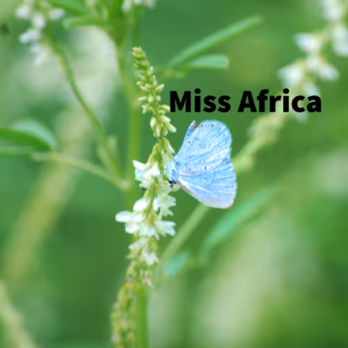 missafrica.eth Ethereum Name Service (ENS and .eth domain) PFP