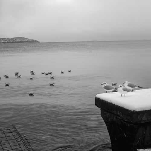 Istanbul Birds Ozgbo 2