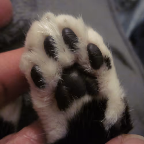Llvd Photos Animallover