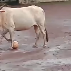 Soccer Bull #1