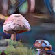 Mushroom #103