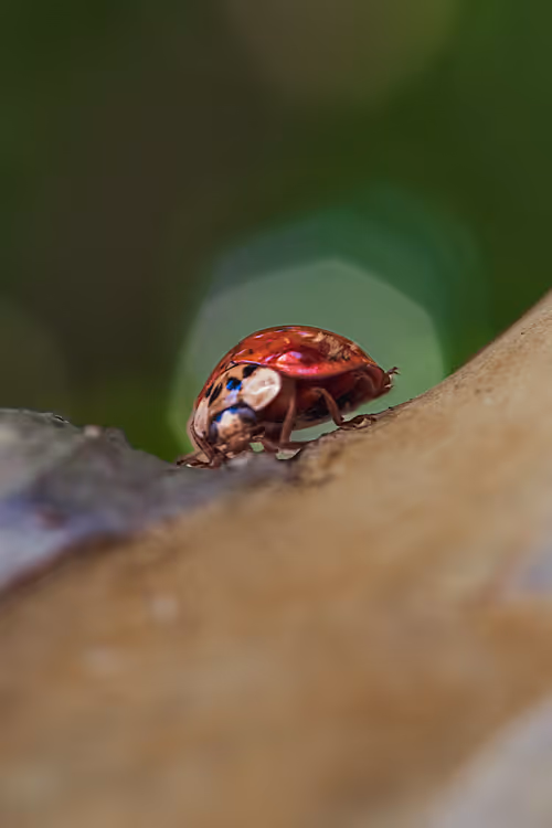 Item #105090597216655980557633683149084672751347825439893935605656298048507655225345 Media