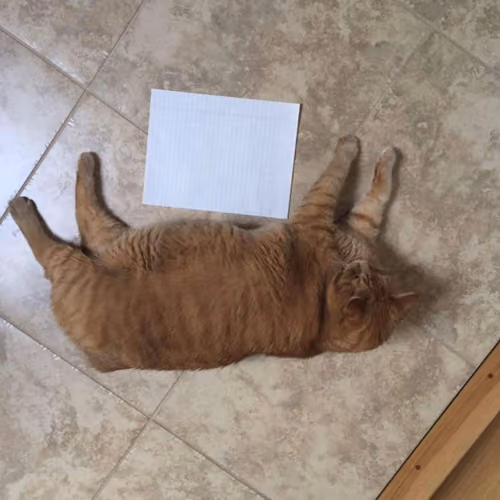 Buddy the Cat