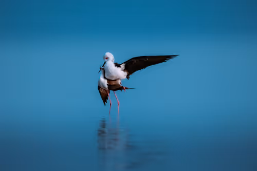 Item #15775357686969872163394347330721070487376079760617426365927114422435809591321 Media