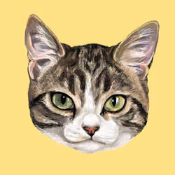 adorable cat 005