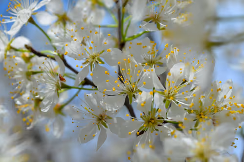 Item #97703427282030741984022634986911983897204836568735072395572896066715420459009 Media