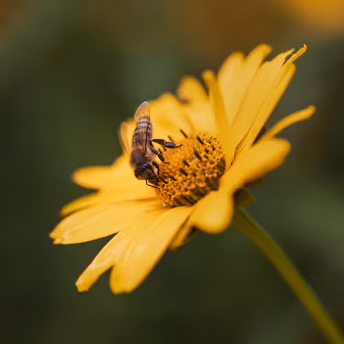 Item #82038507178112004707132471695972498506825775528903589266831690374205134602241 Media