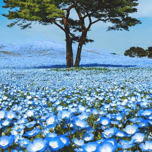 Tree in a Nemophila field (Japan)