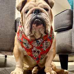 Bored Bully #5