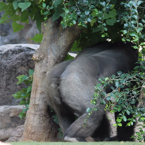 Day At The Zoo 1