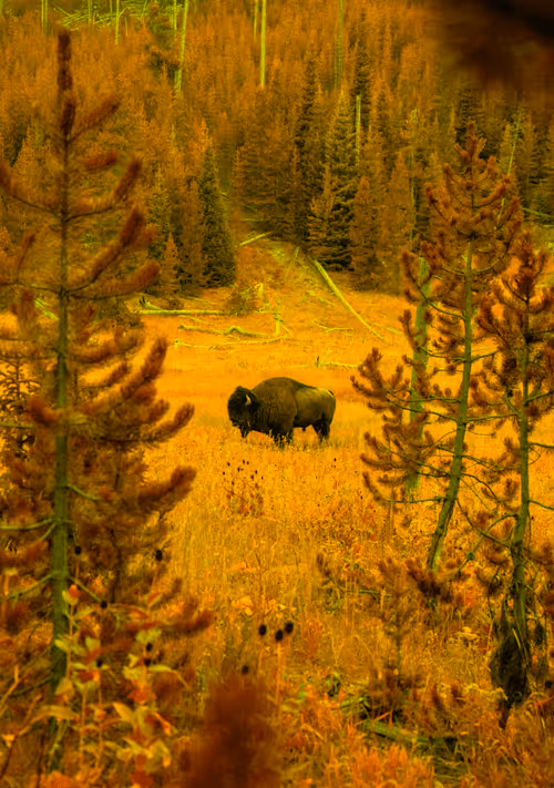 Item #62770830547104152708254418170425720867314851390025237510786564821366624747521 Media