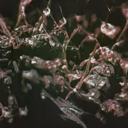 Oleanthemum moss