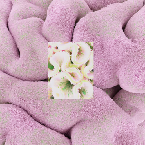 Item #105765653970510533122289953890677374467333873258090426512252849610312860565505 Media