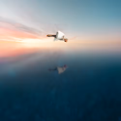 Sondemart Collection - old V2