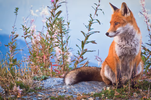 Item #6505089431552554568137386774614394979265528746054988378978093612690567069697 Media