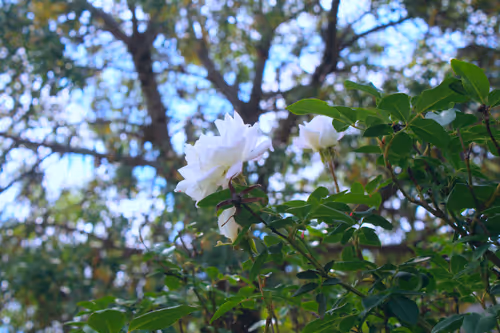 Item #84029125642455646751627882964449646871643598257410714142822988190328255676417 Media