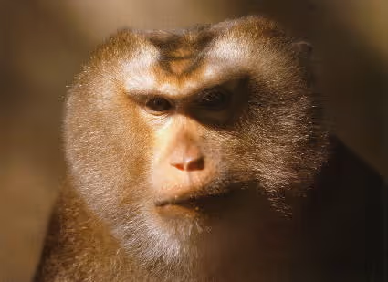 Maxaxa assamensis