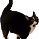 64990274745049731553840295491717017876555967035577425458275576791425934688257