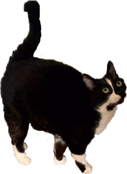 Item #64990274745049731553840295491717017876555967035577425458275576791425934688257 Media