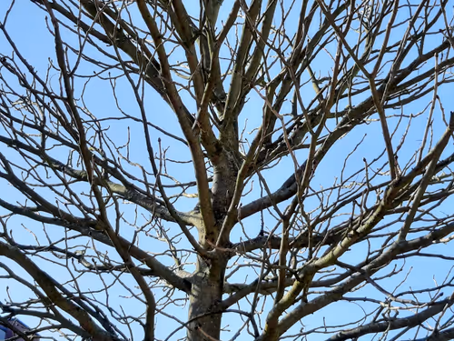 Item #13665938074563914331498291329920780757136253607588816979915017162863390228481 Media