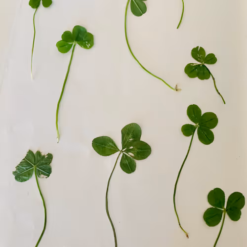 Untitled Collection #116588694