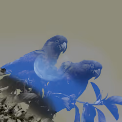 Moonbird