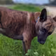 5290976147155415073874147151066840342638266632997375946791655678197480030209