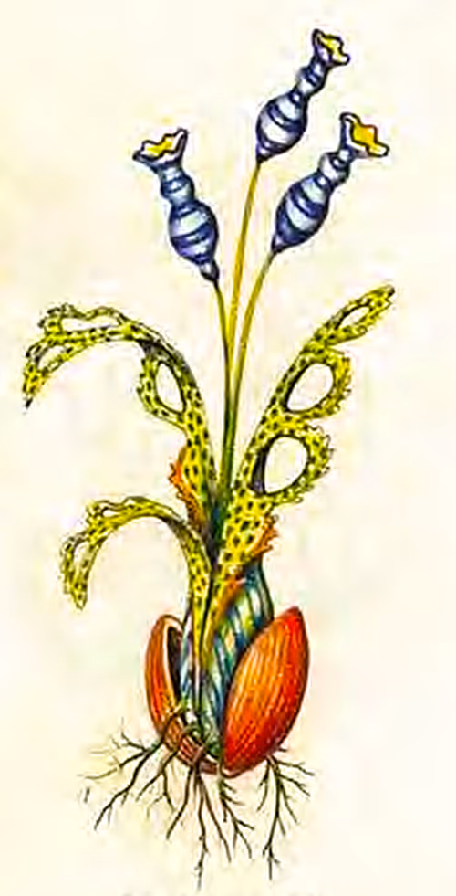 Item #78864796298763862712883292803622526859653475415382773801457426601885250355201 Media