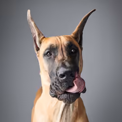Great Dane #DA209