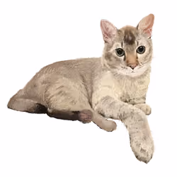My Cat #1 Sunny 
