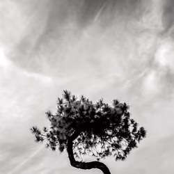 TREE OF LIFE