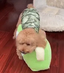 Item #58537362128333845412771138431221173202579854301521752502283462087822157021185 Media