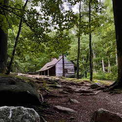 deep woods