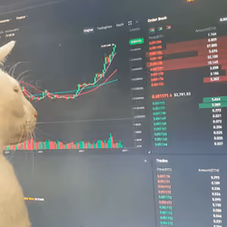 Watching the Bull