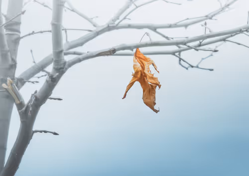 Item #100125324817140700473098673733568876555088890877521994710768706033120352141313 Media