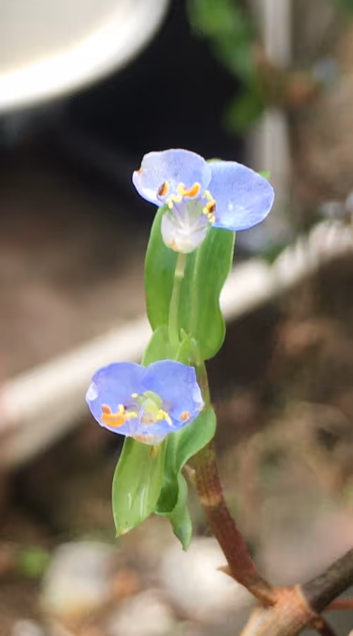 Item #43599453478370988102971168960404048687170916743246222934693760610676288520193 Media