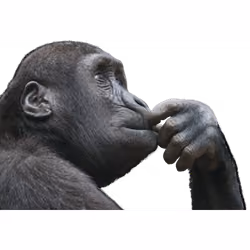 Fooking ape