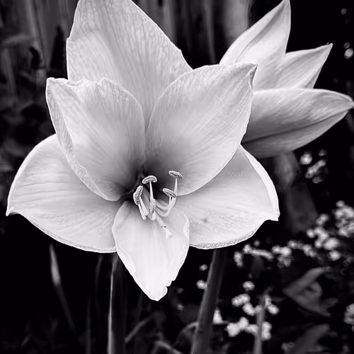 Textural Beauty