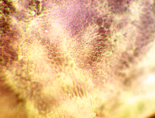 Item #71646257518770613568983710813551014237803002136866425209291833982313610346497 Media