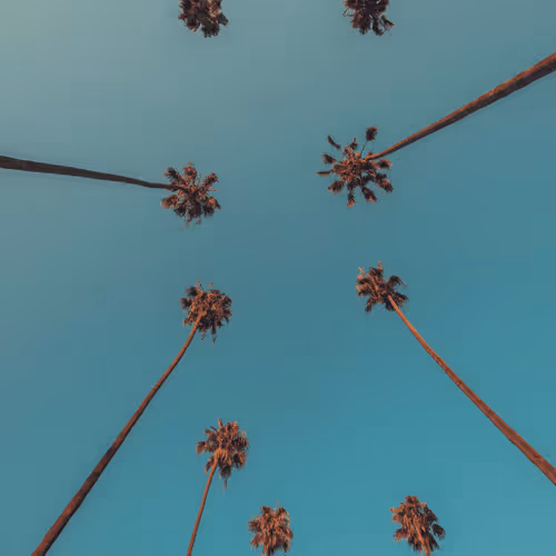 Somewhere Else: A Collection of 100 Palms by Will Nichols