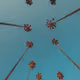 Somewhere Else: A Collection of 100 Palms by Will Nichols