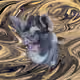 53180631642456764738139299674940583640479914081960747744151189773972727136257