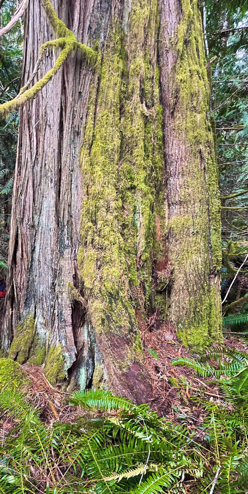 Item #18485528032262597472918495174298889113795988703892766399362971637607059947521 Media