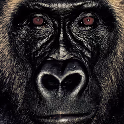 109162157552346088047496633038404394118504199992061596446112929745867663998977