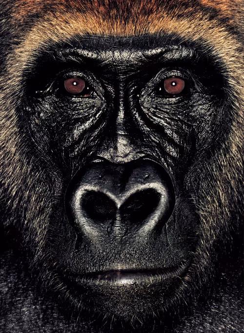 Item #109162157552346088047496633038404394118504199992061596446112929745867663998977 Media